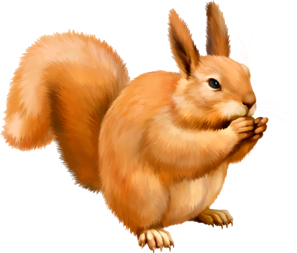 Orange Squirrel Eating Nut PNG