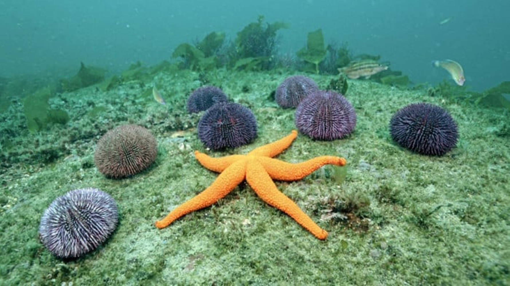 Orange Starfish og Sea Urchin firkløver tapet Wallpaper