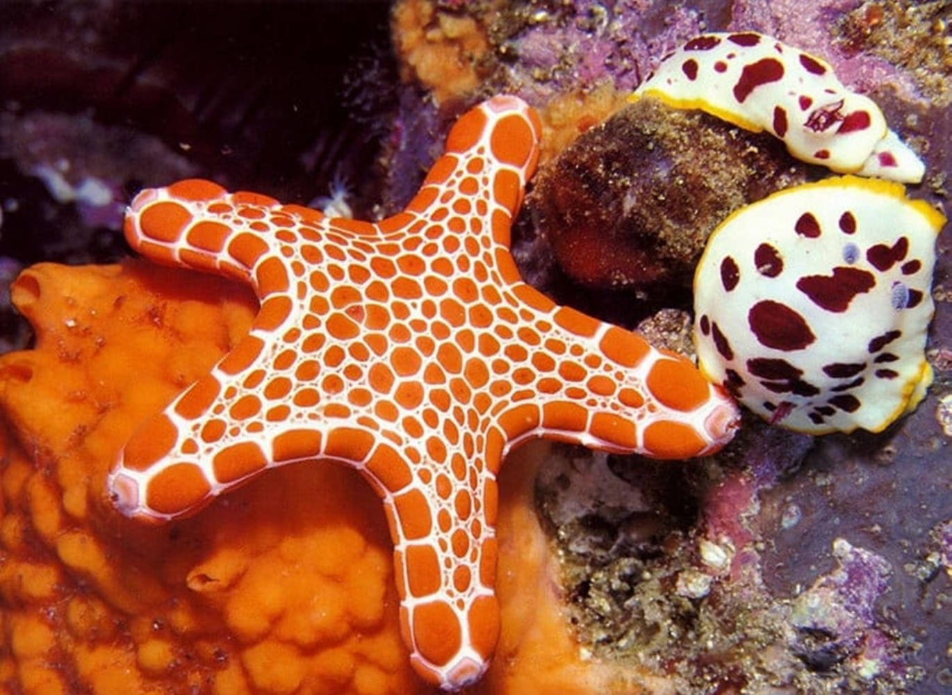Orange Starfish And White Patterns Wallpaper