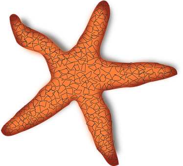 Orange Starfish Black Background PNG