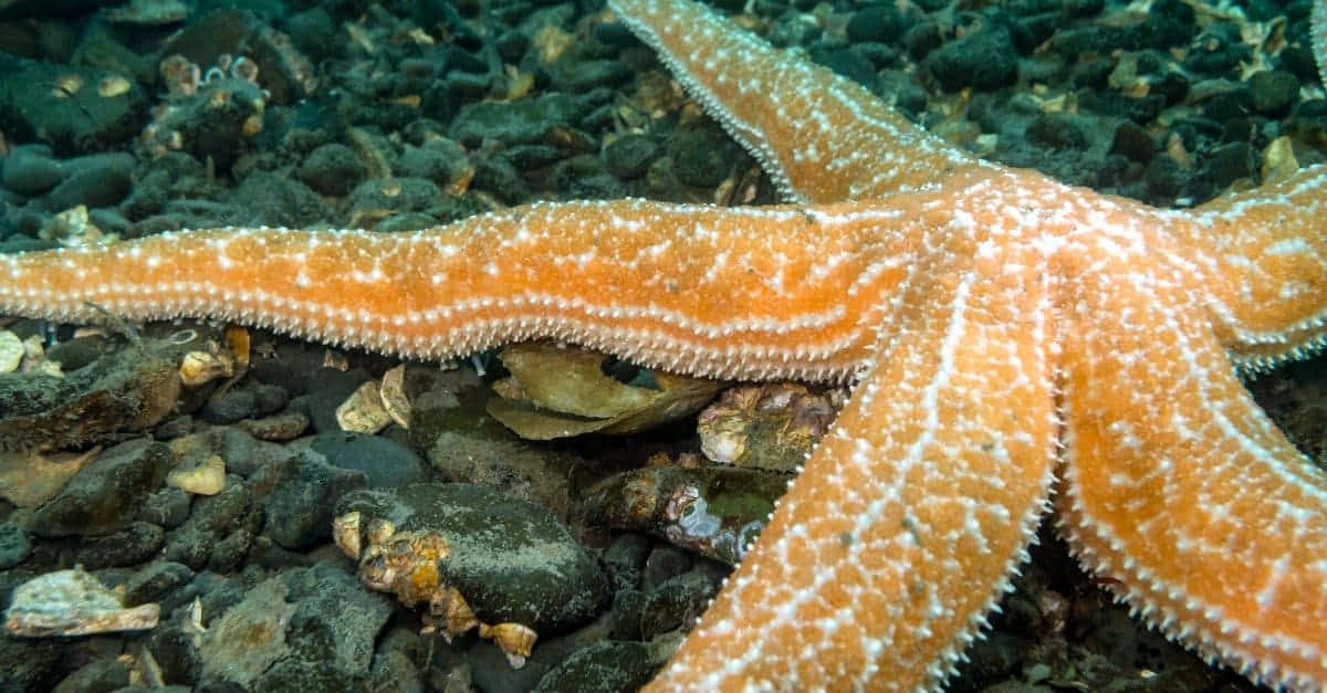 Orange Starfish Underwater Scene Wallpaper