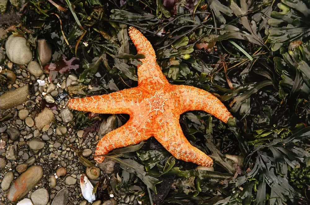 Orange Starfishon Seashore Wallpaper
