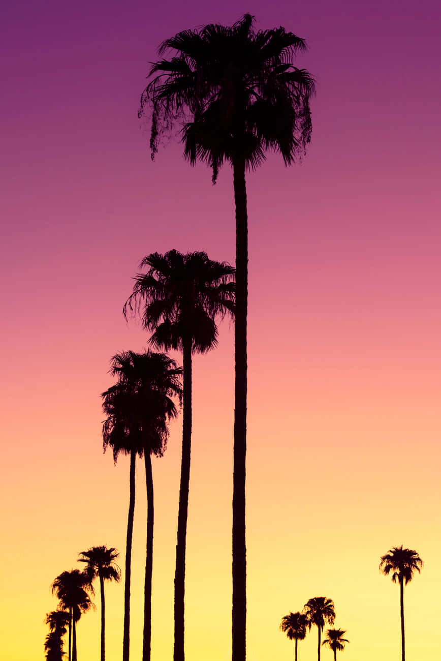 Orange Sunset With Palm Tree Wallpaper