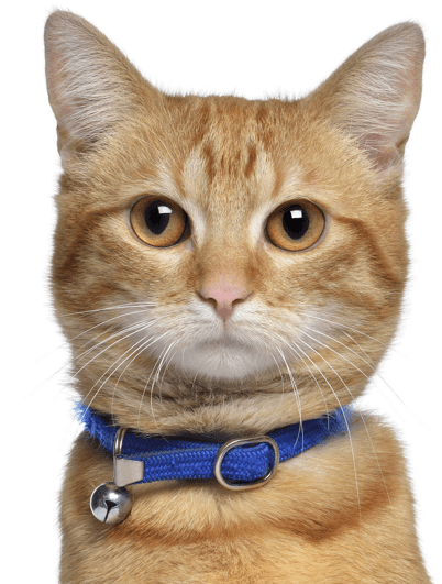 Orange Tabby Cat Blue Collar PNG