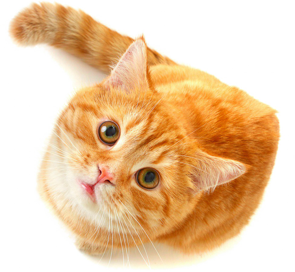 Orange Tabby Cat Cute Look PNG