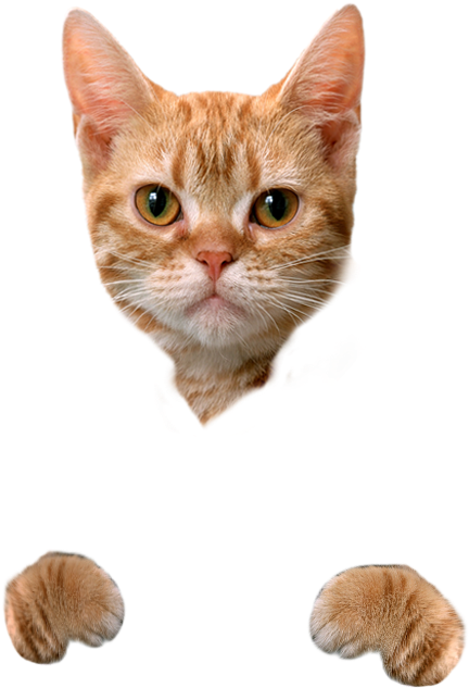 Orange Tabby Cat Head Paws PNG