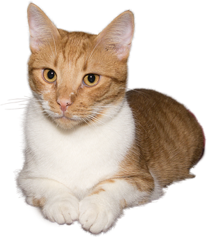 Orange Tabby Cat Portrait PNG