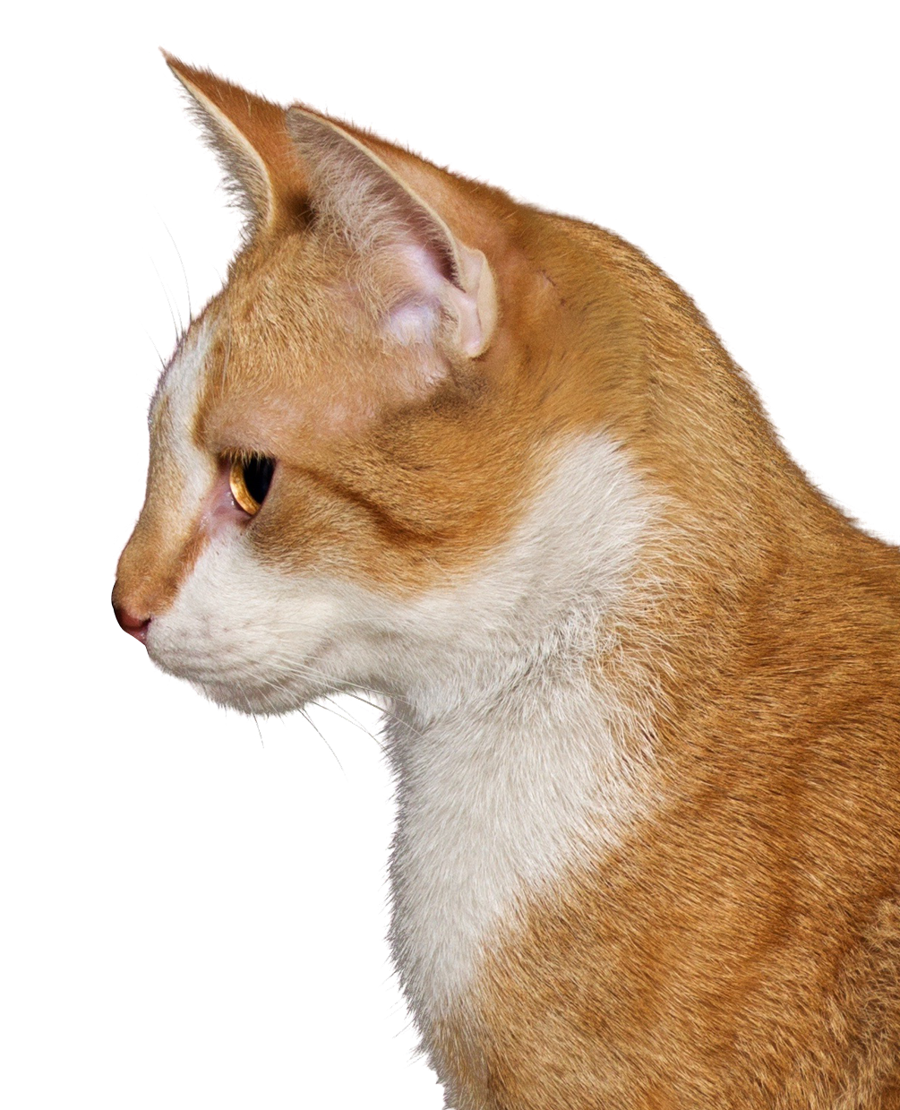 Orange Tabby Cat Profile PNG