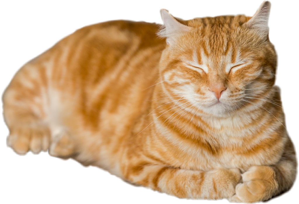 Orange Tabby Cat Resting PNG