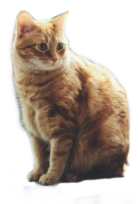Orange Tabby Cat Sitting PNG