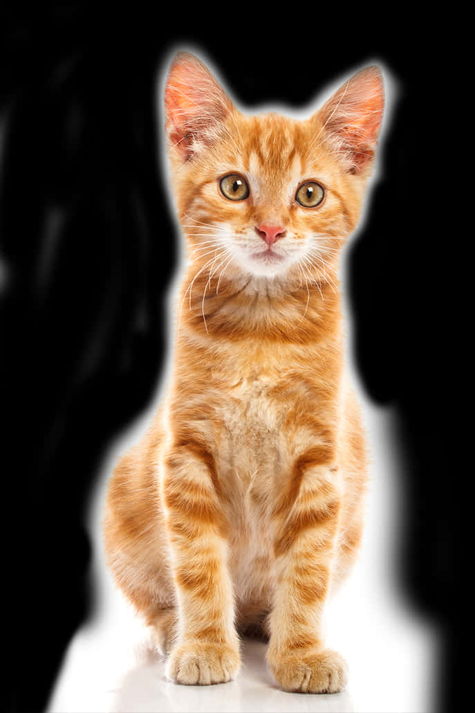 Orange Tabby Kitten Portrait PNG
