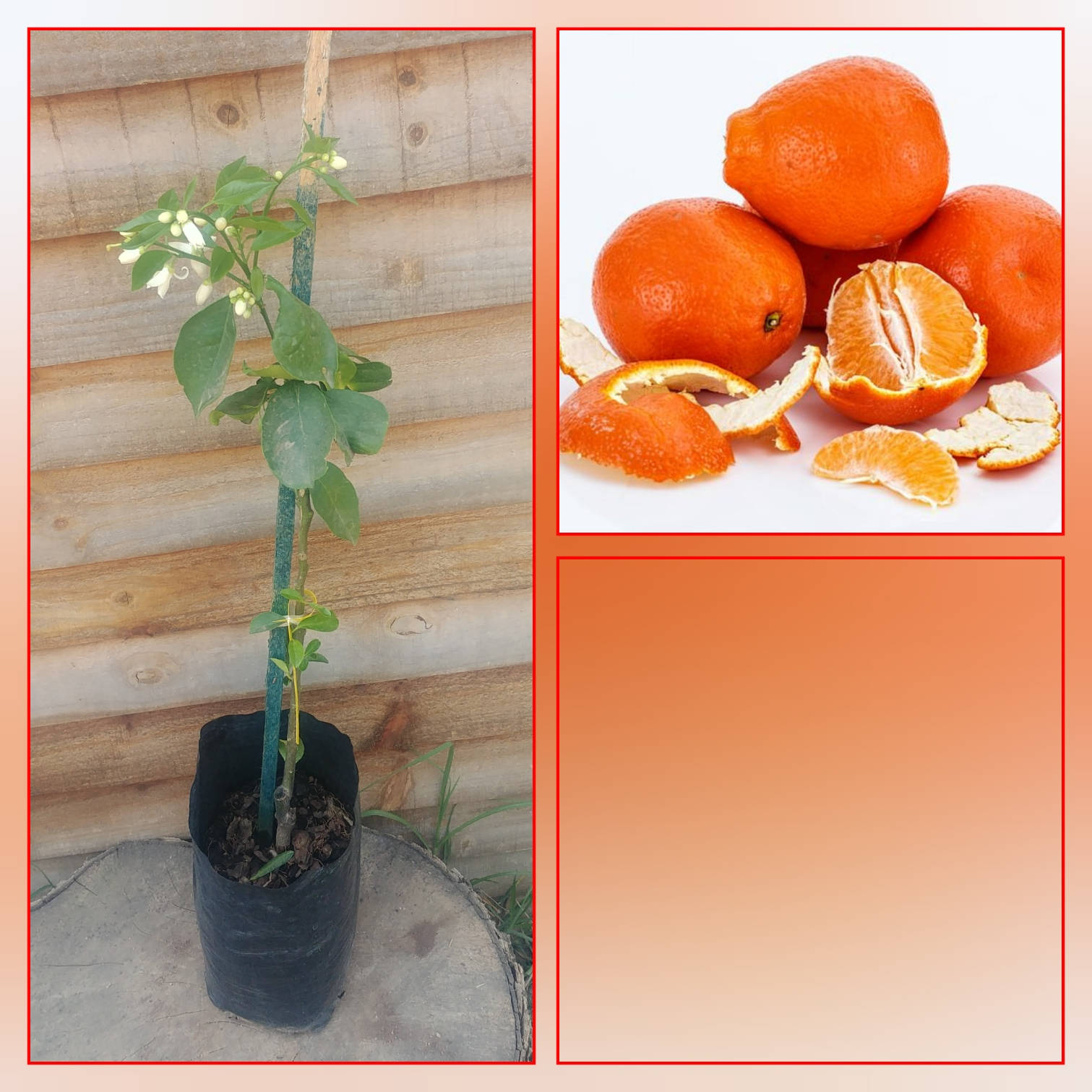 Orange Tangelo Fruits And Plant Wallpaper