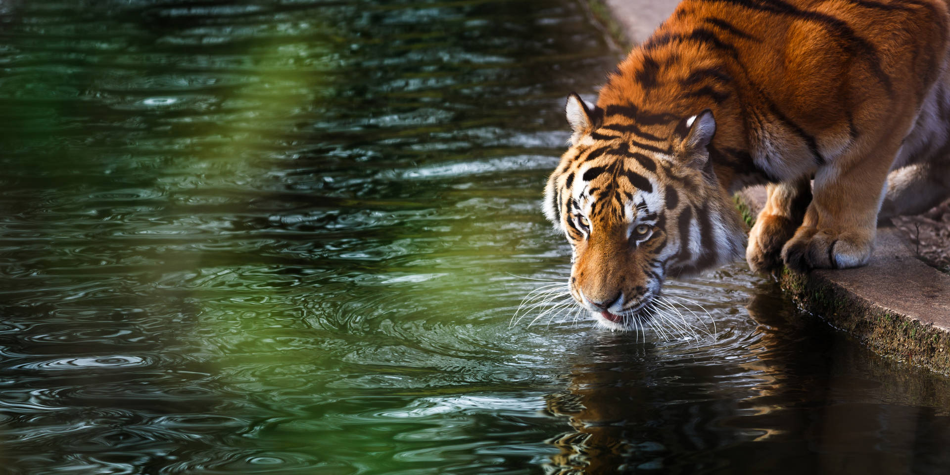 Orange Tiger Hd Drinking Water Wallpaper