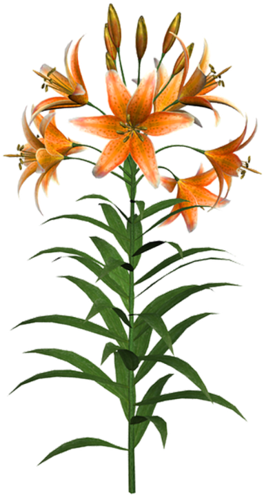 Orange Tiger Lily Flower PNG