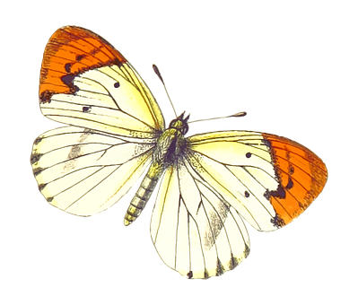 Orange Tipped Butterfly Black Background PNG