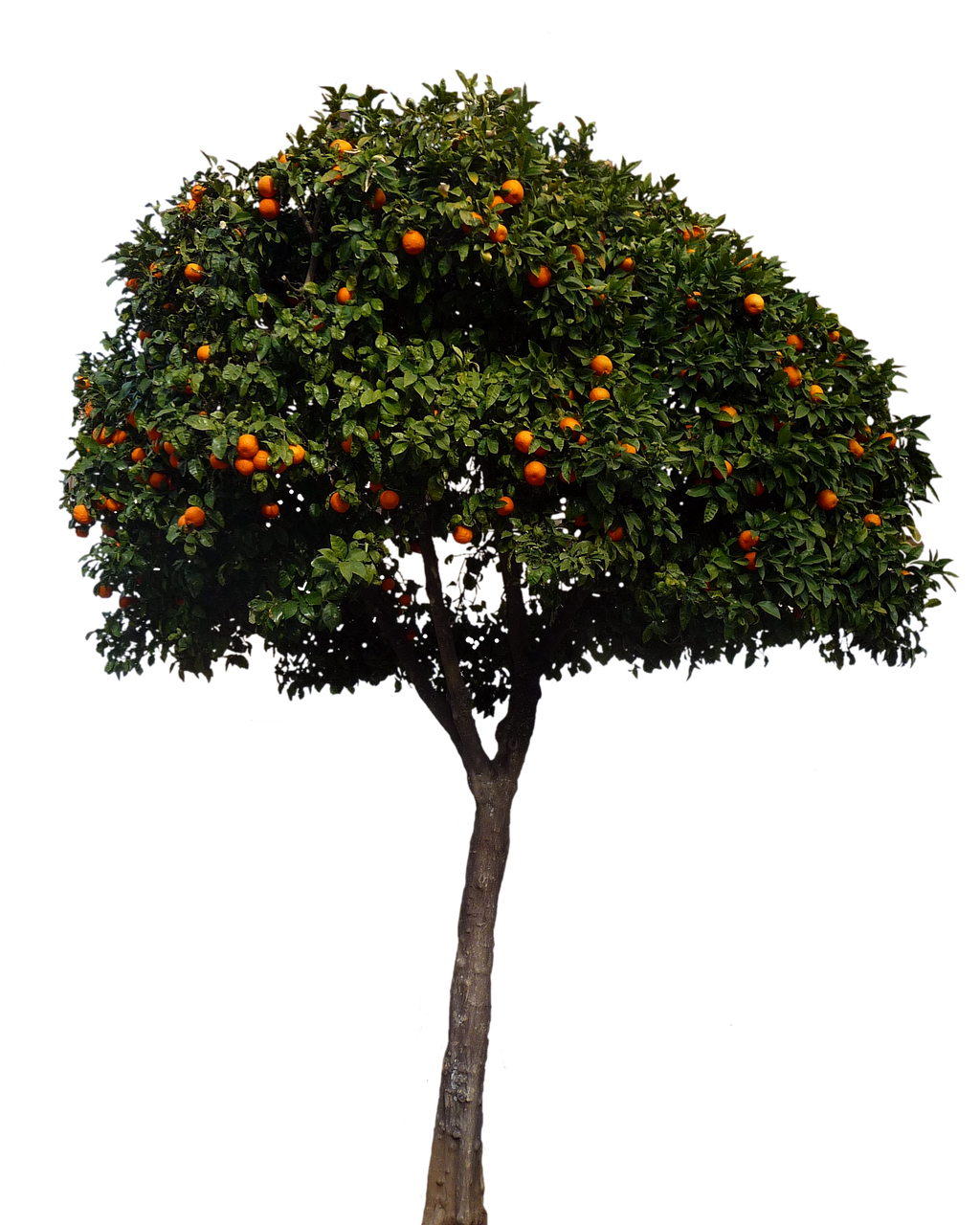 Orange_ Tree_ Against_ Black_ Background PNG