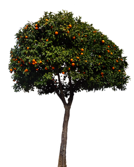 Orange Tree Black Background PNG