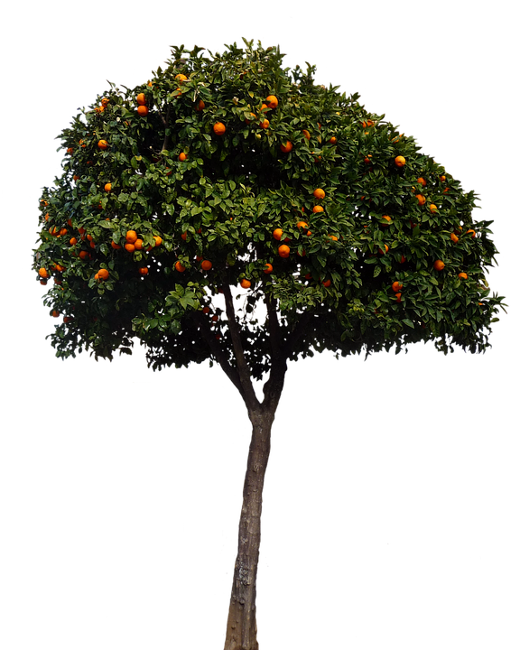 Orange Tree Full Bloom PNG