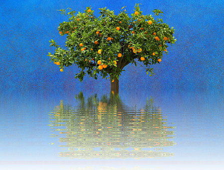 Orange Tree Reflection Water PNG