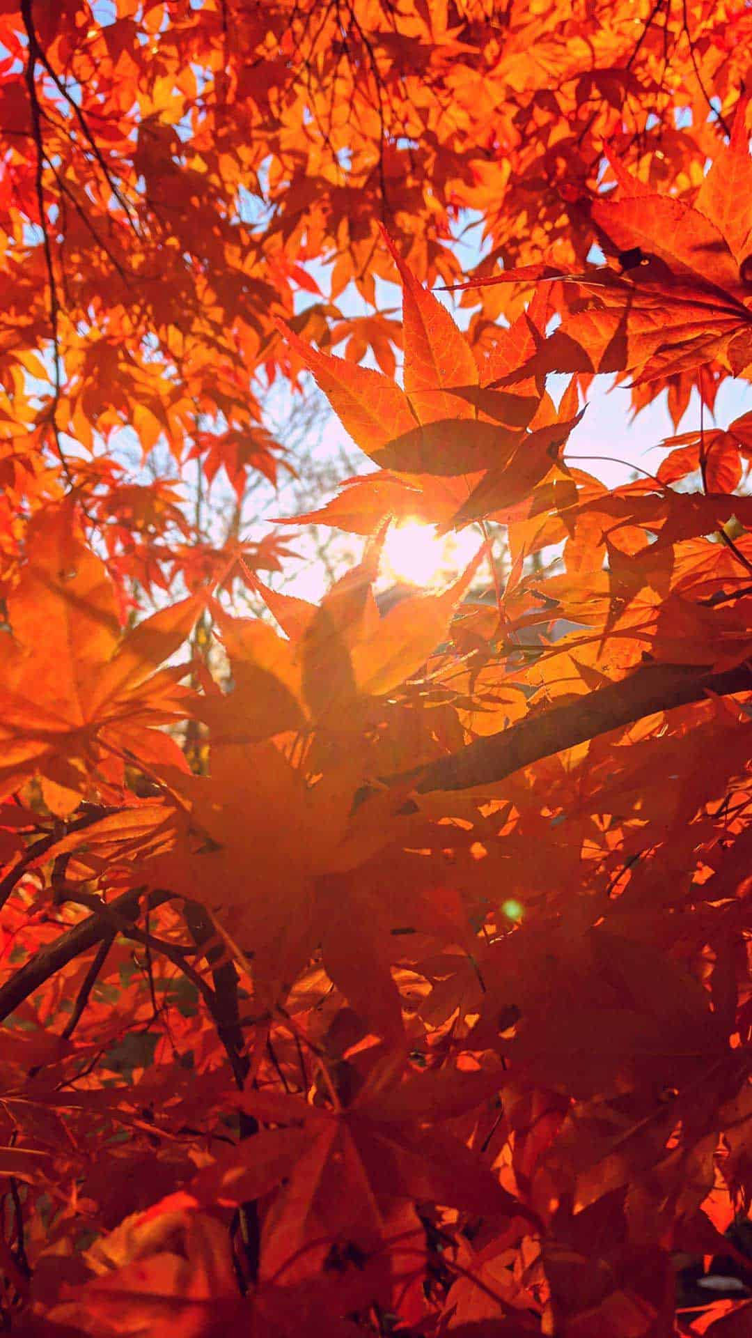 Majestic Autumn Brilliance Spotlighted on iPhone Wallpaper