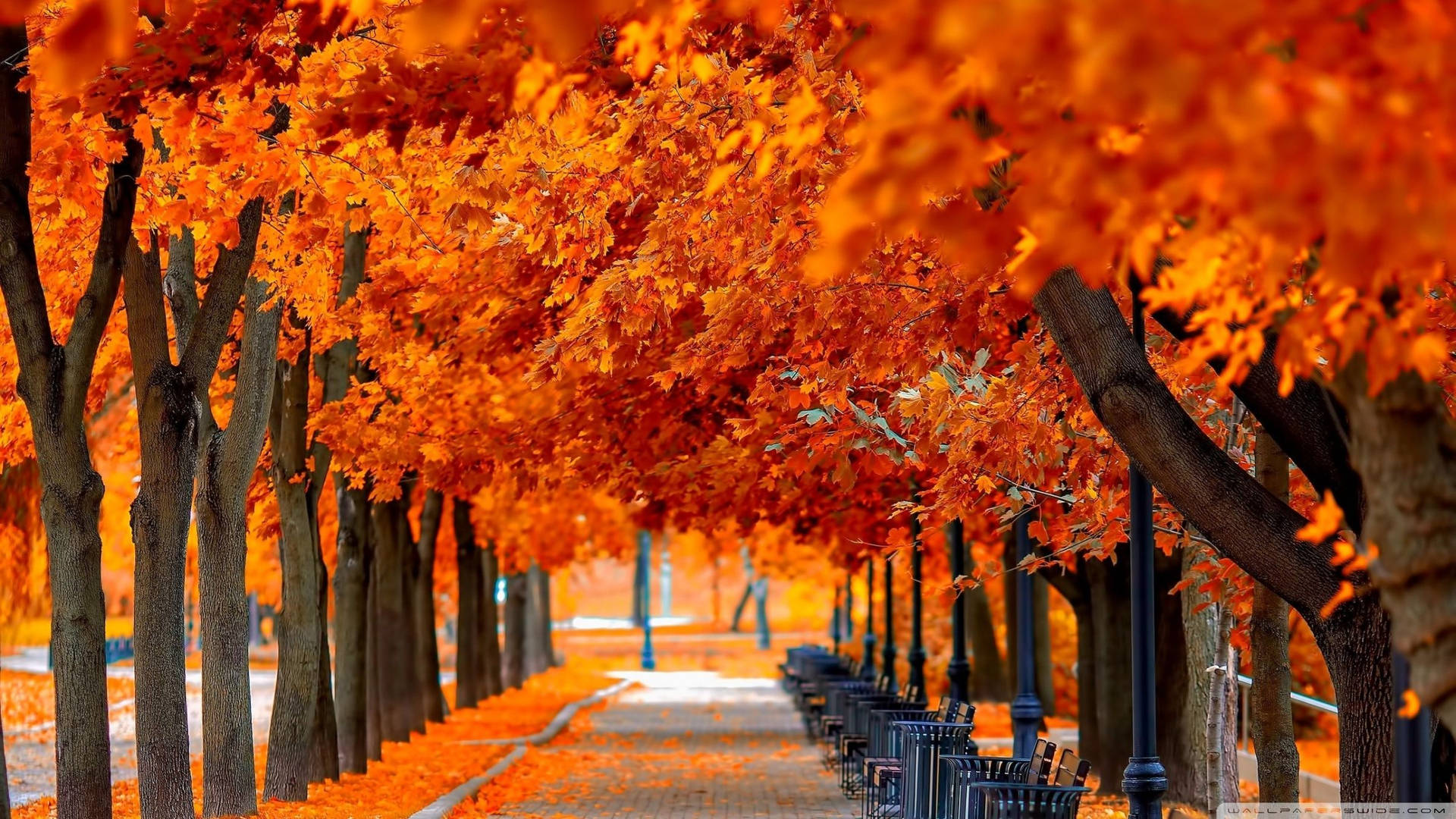 Orange Trees In Fall Scenic