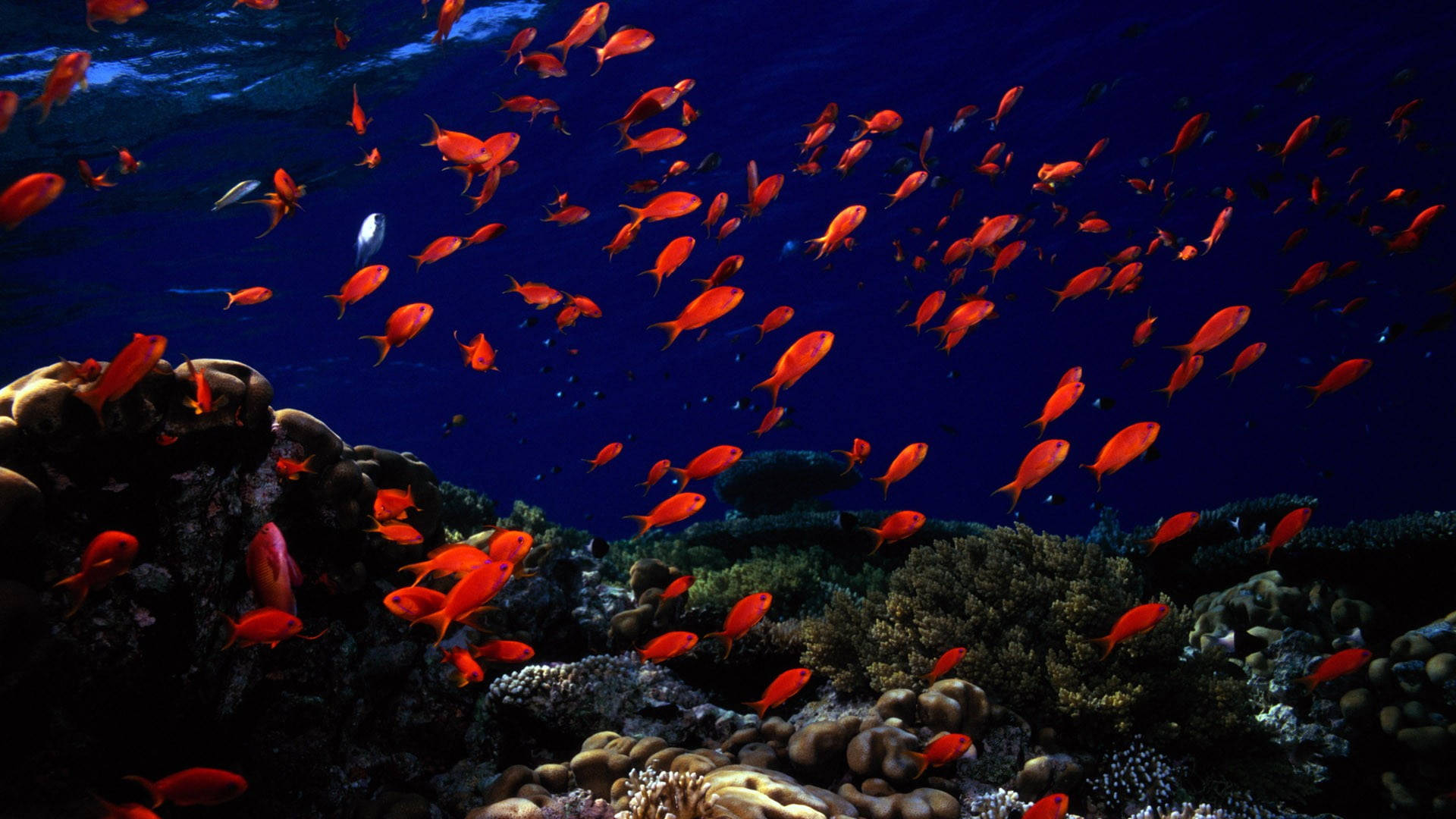 Orangetropische Fische Bei Nacht Wallpaper