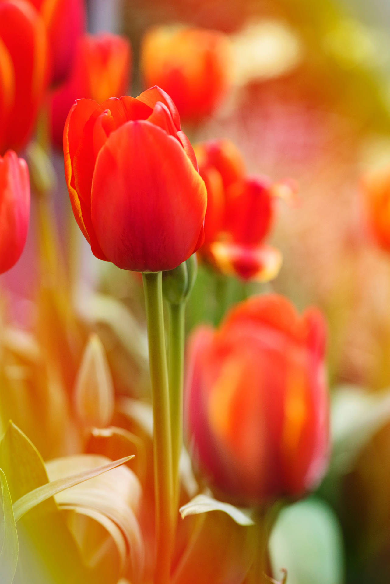 Orange Tulip Flower Android Wallpaper