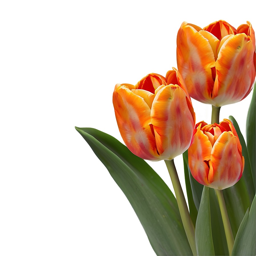 Orange Tulips Glow Png Yuv PNG