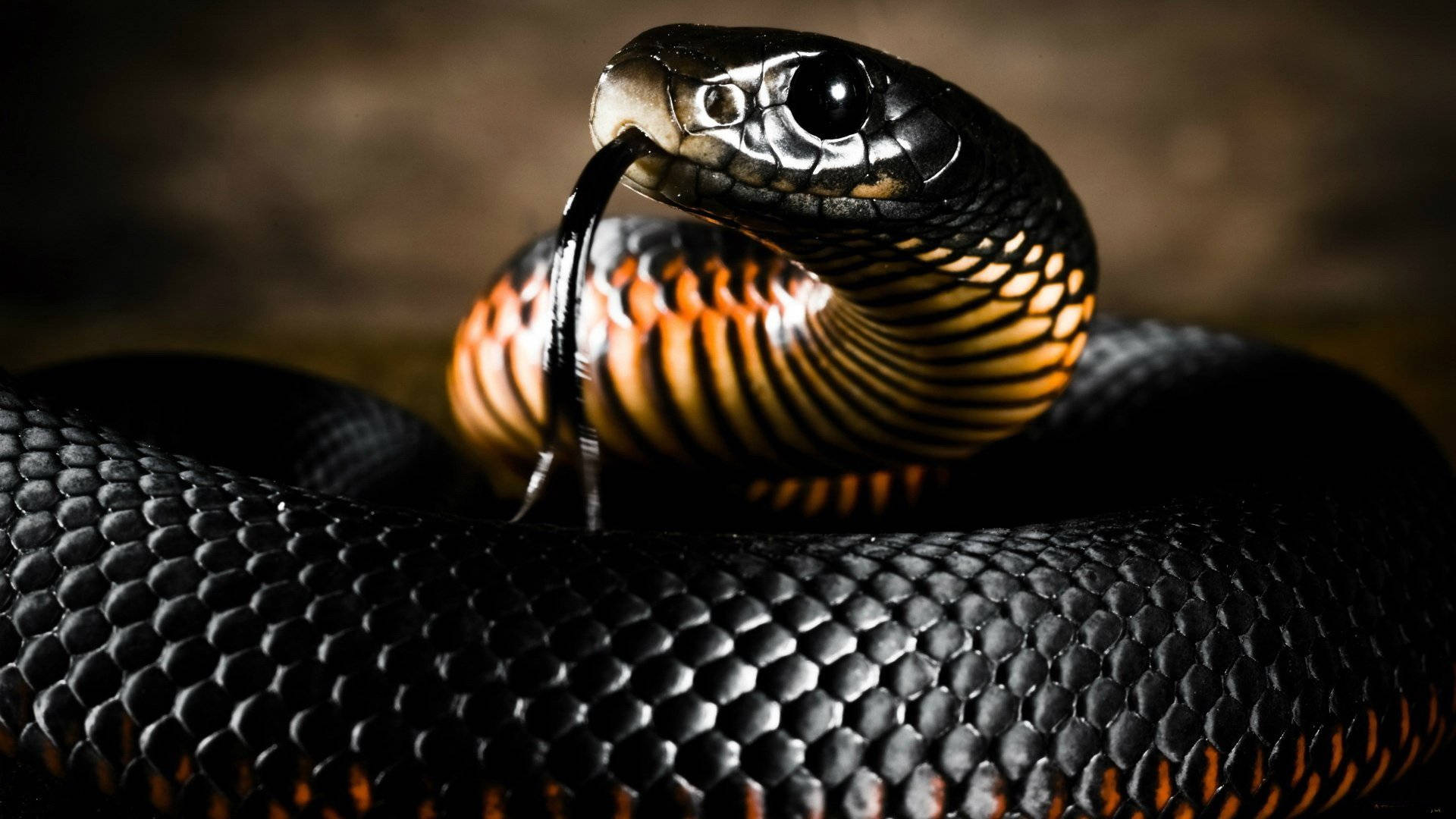 Immagineaffascinante Di Un Serpente Mamba Arancione E Nero Sfondo