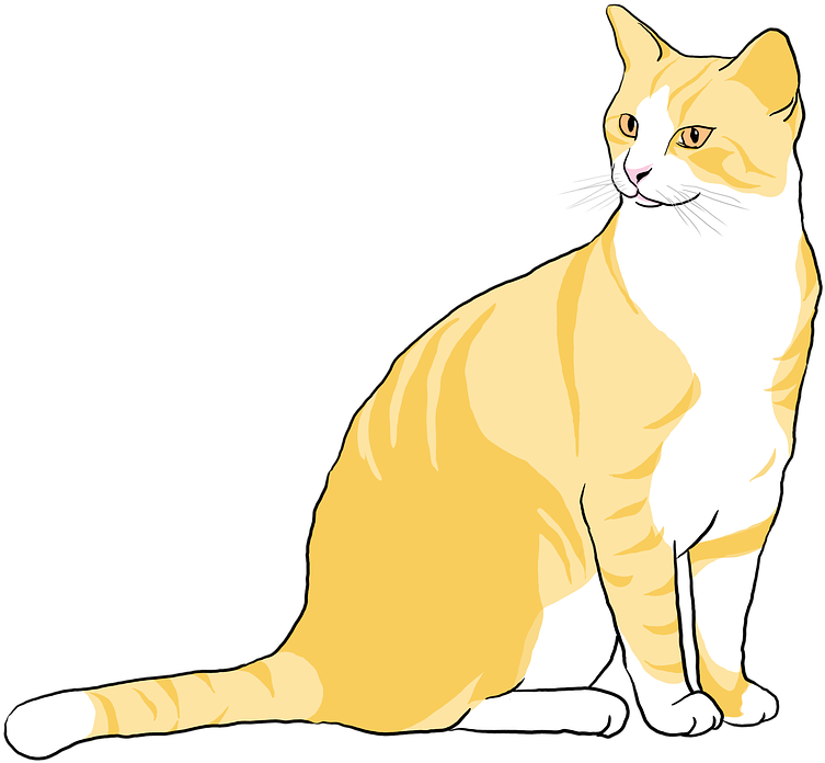 Orange White Cat Illustration.png PNG