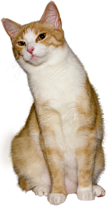 Orange White Cat Sitting Pose PNG