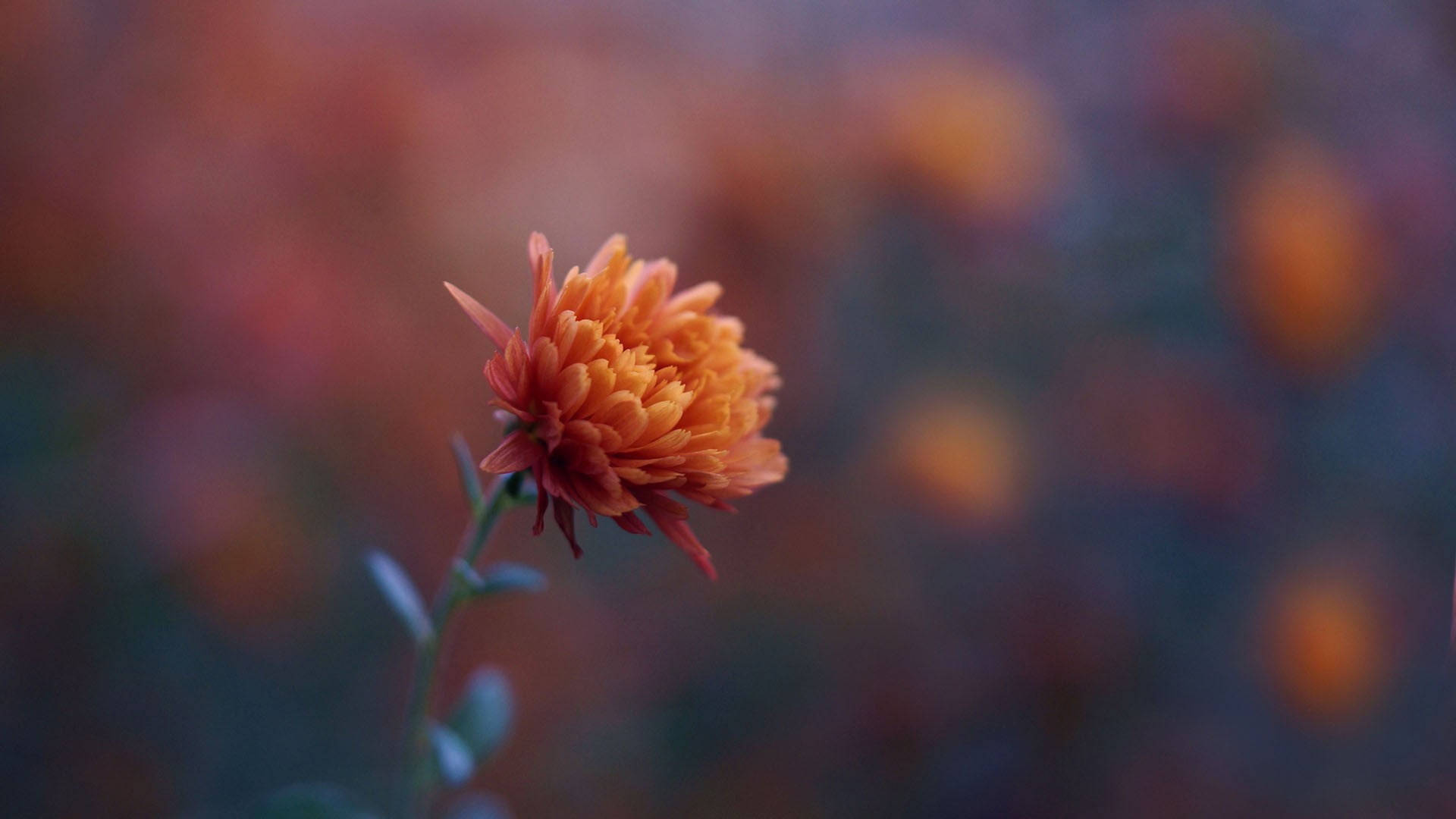 Crisantemo Selvatico Arancione Sfondo
