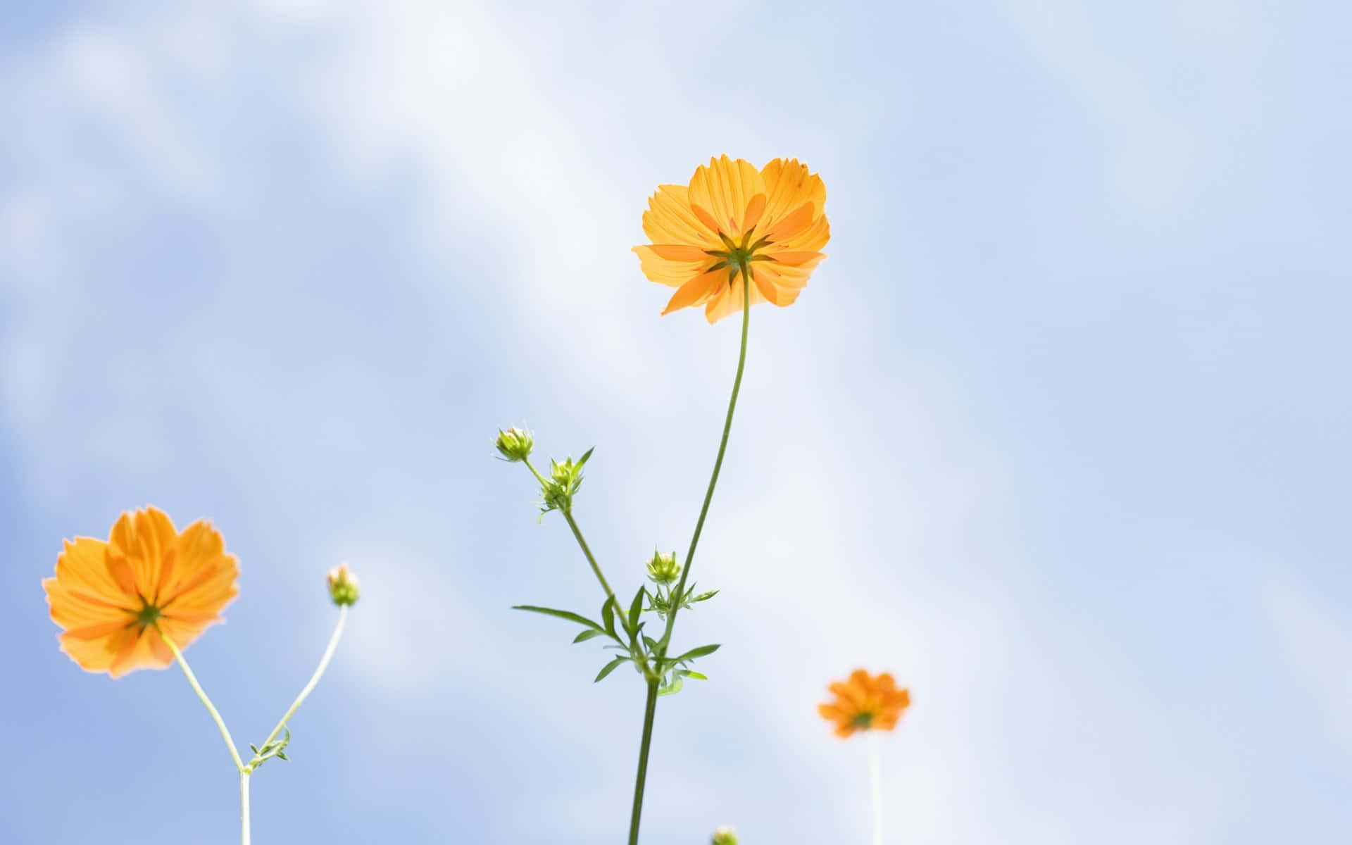 Oransje Villblomster Mot Blå Himmel Bakgrunnsbildet