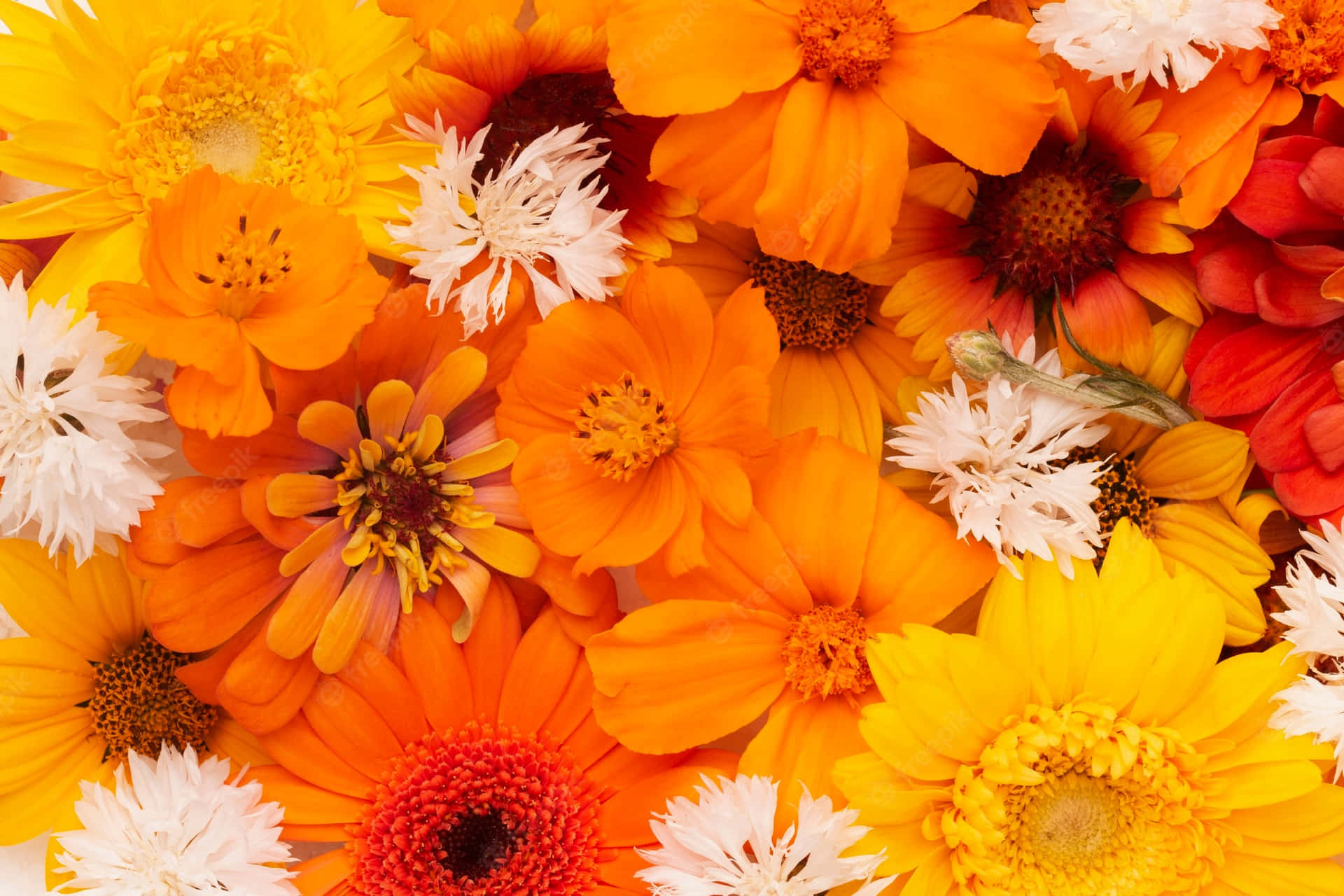 Orange, Yellow, And White Flowers Wallpaper