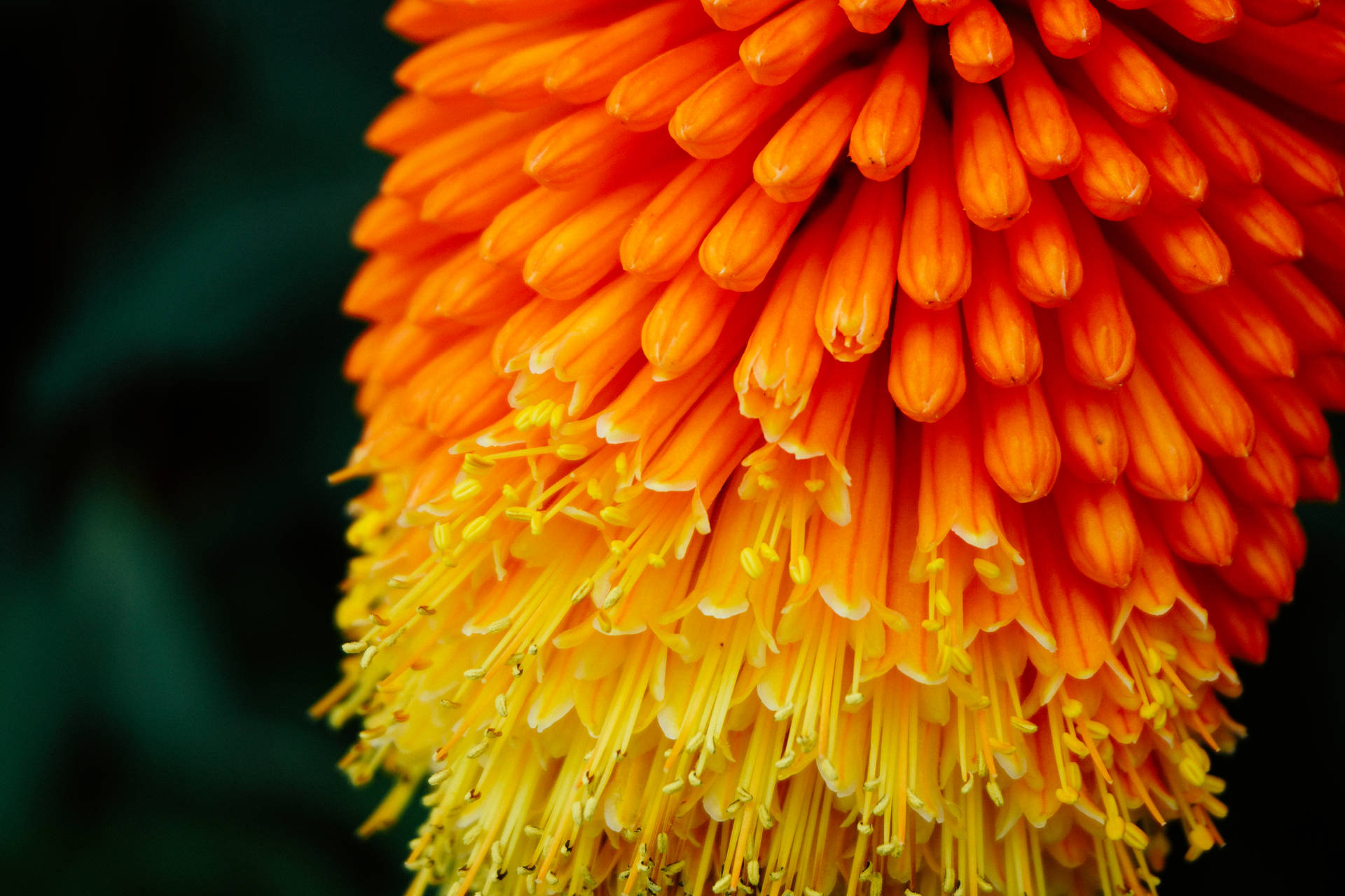Orange Yellow Ombre Flower