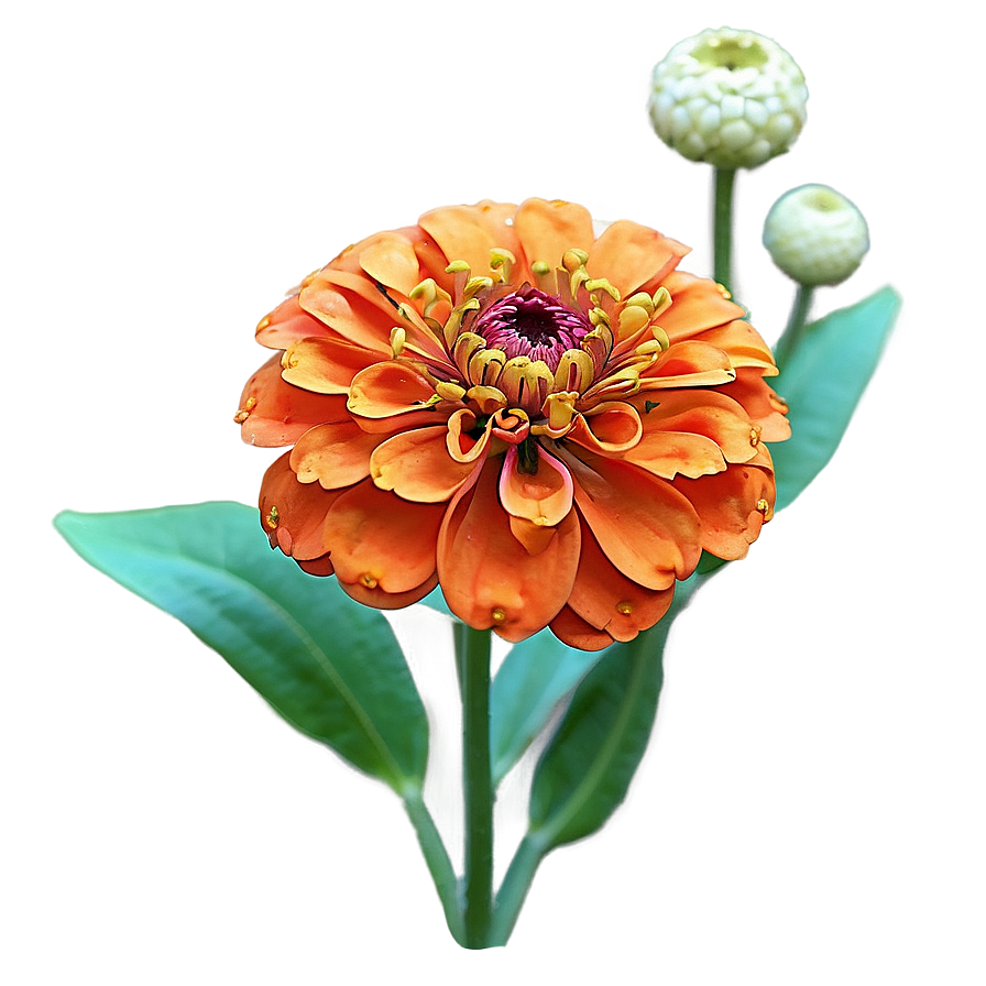 Orange Zinnia Joy Png 56 PNG