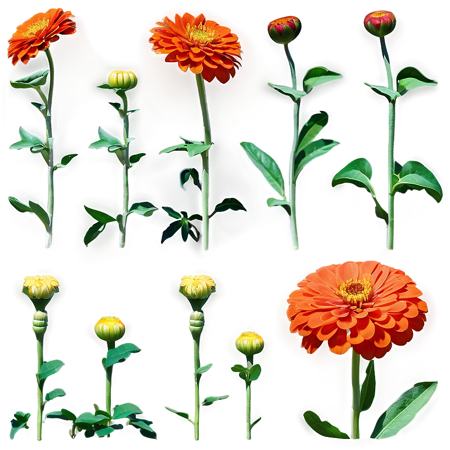 Orange Zinnia Joy Png 95 PNG