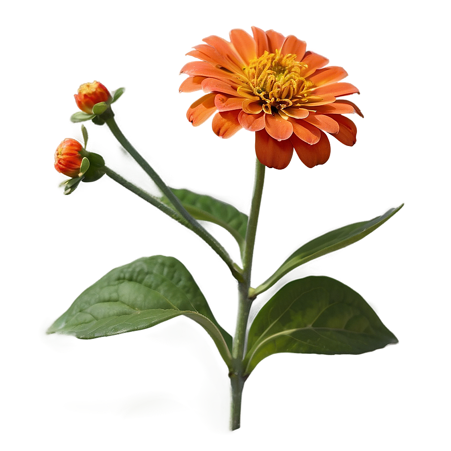 Orange Zinnia Joy Png Yec39 PNG