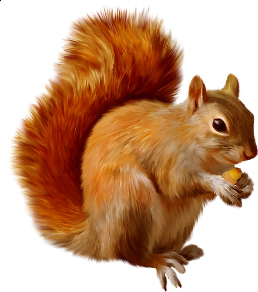 Orange_ Squirrel_ Holding_ Nut.png PNG