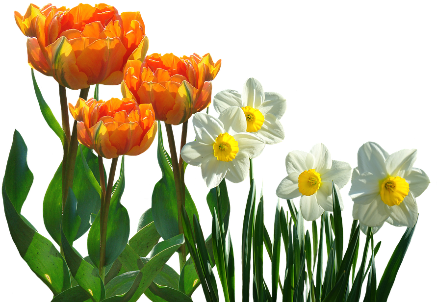 Orange_ Tulips_and_ White_ Daffodils PNG