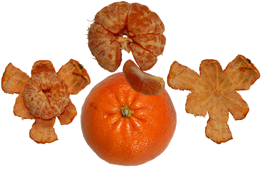 Orangeand Peeled Segments PNG