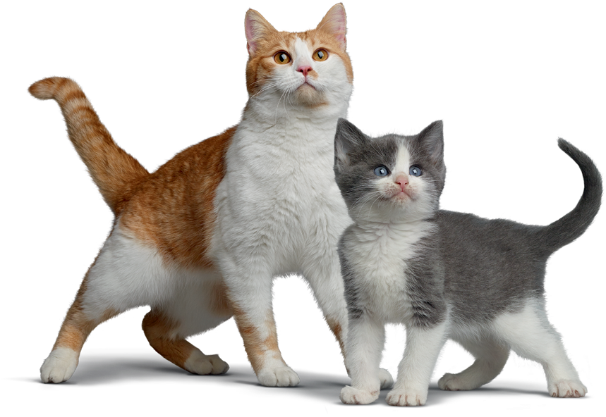 Orangeand White Adult Catwith Gray Kitten PNG