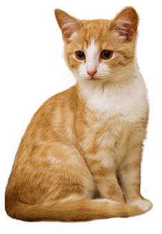 Orangeand White Kitten Portrait PNG