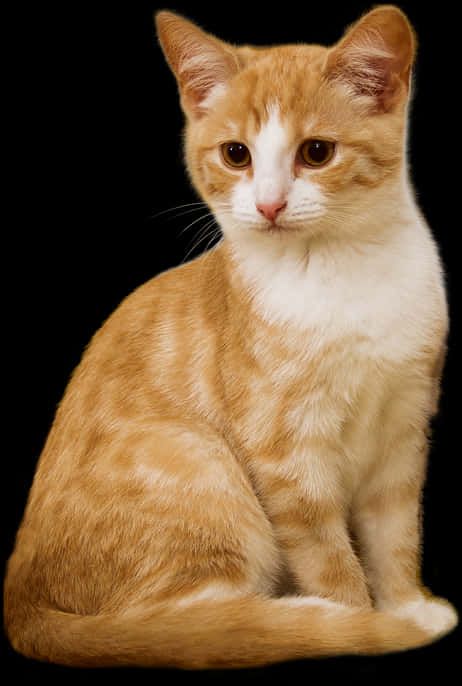 Orangeand White Kitten Portrait PNG