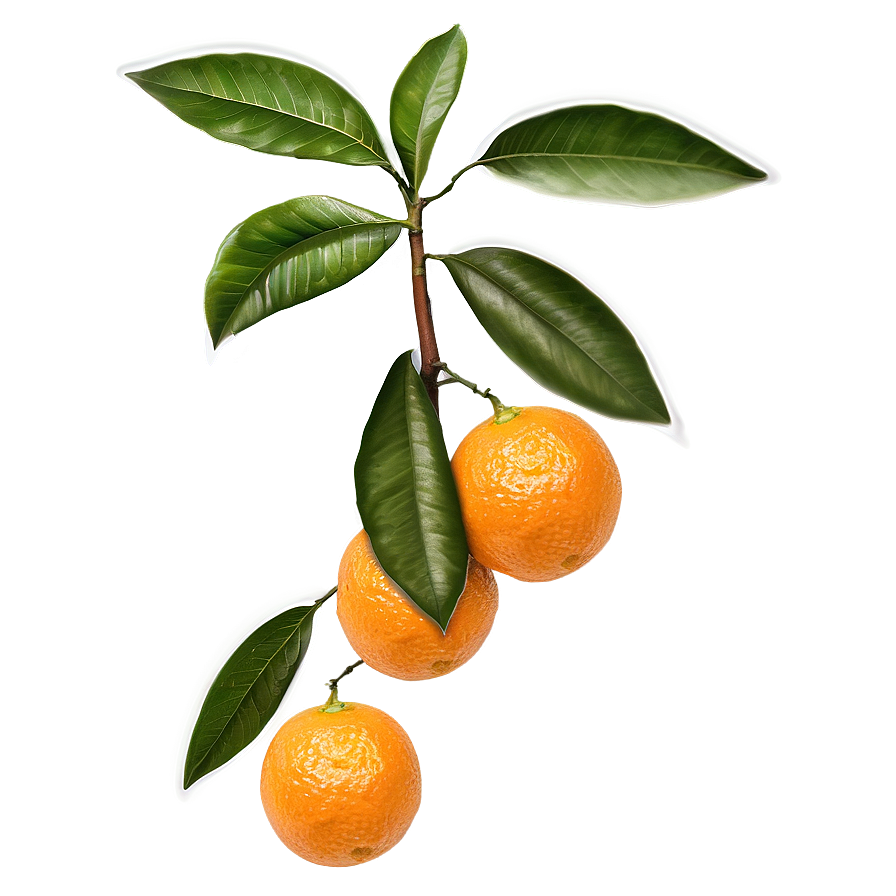 Oranges On Tree Branch Png 6 PNG