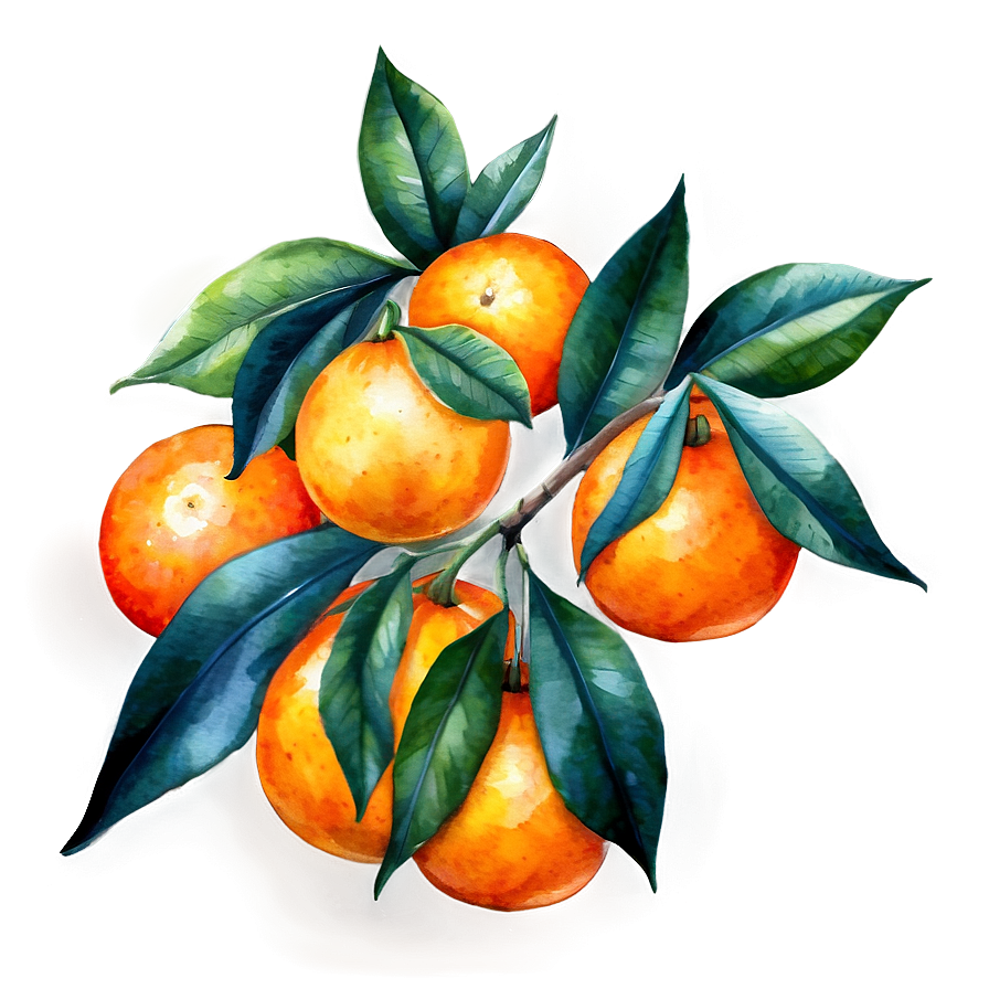 Download Oranges Watercolor Png Qhi16 | Wallpapers.com