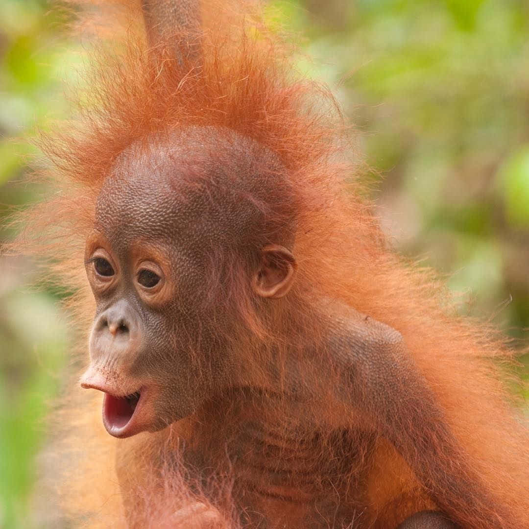 A closeup view of an orangutan