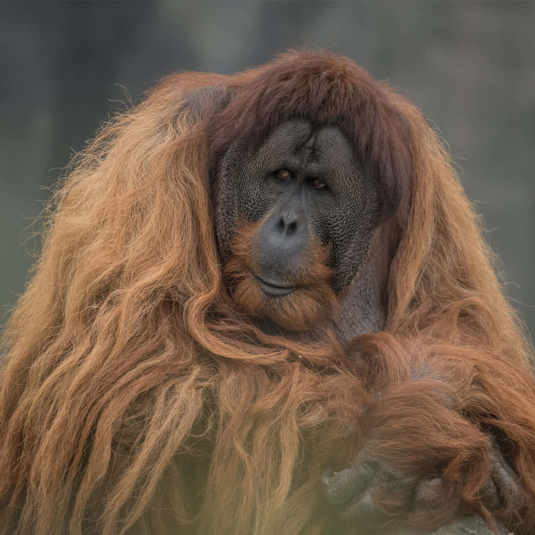 Unascimmia Orangutan Nella Natura Selvaggia
