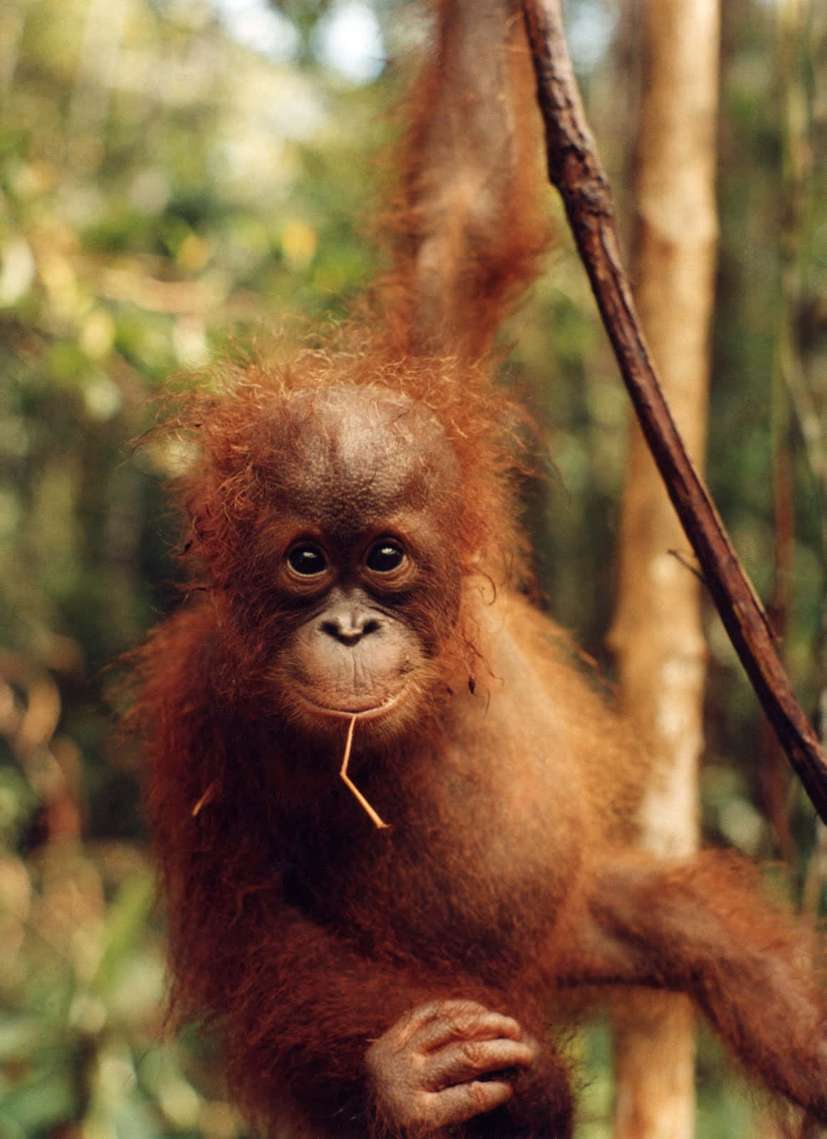 Orangutan Baby Hanging From A Tree