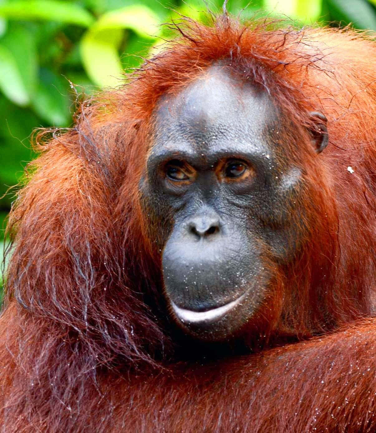 A close up of an adorable orangutan